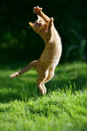 Ginger kitten jump up in the green garden